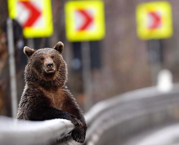 poza urs alex nicodim