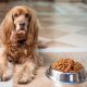 Hrană uscată pentru câini vs mâncare preparată în casă
