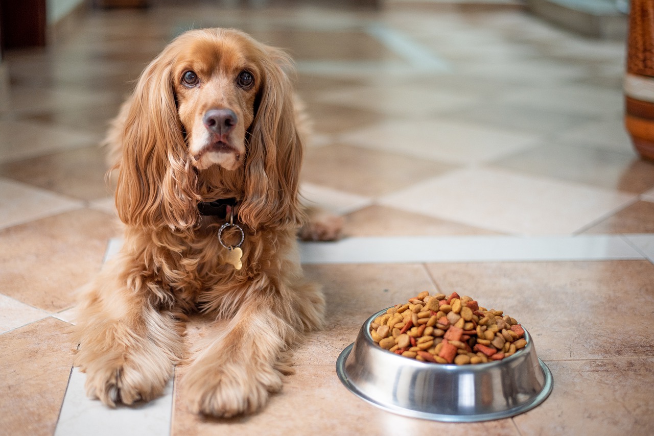 Hrană uscată pentru câini vs mâncare preparată în casă