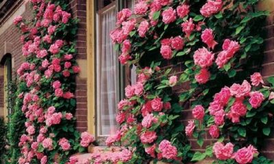 Famous Roses