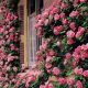 Famous Roses