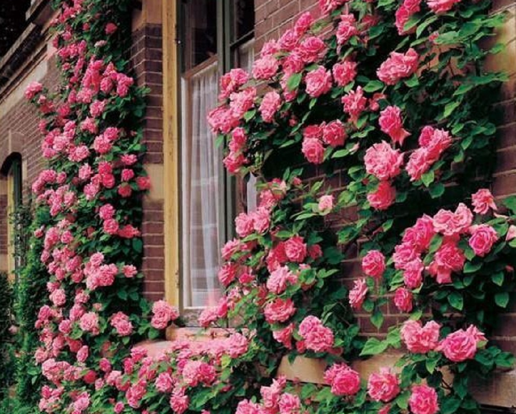Famous Roses