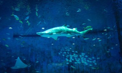 Istoria rechinilor: Un voiaj prin timp