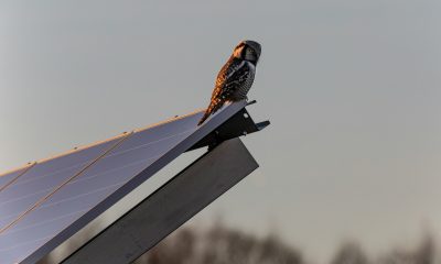 fotovoltaice in rate